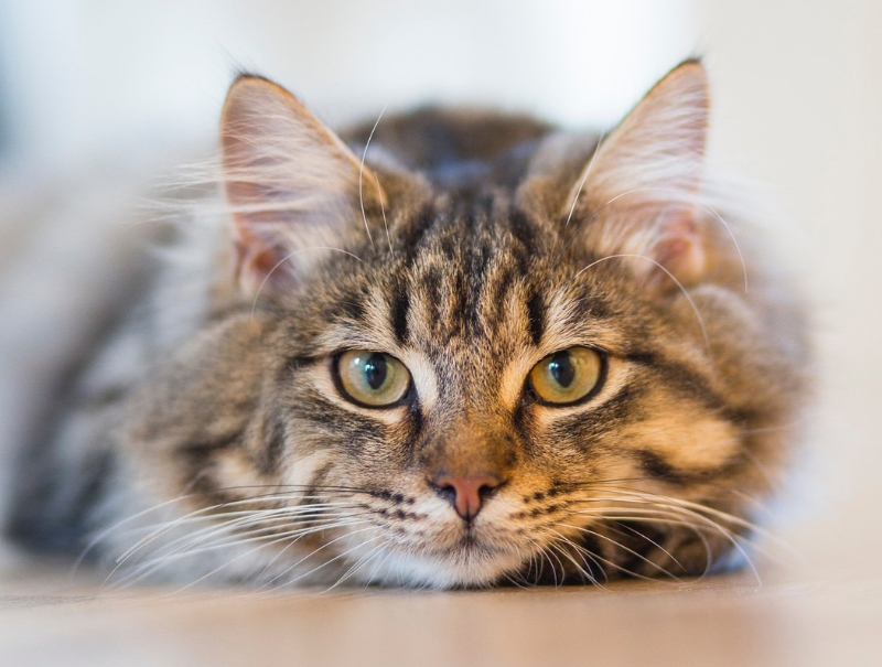Upland Pet Hospital