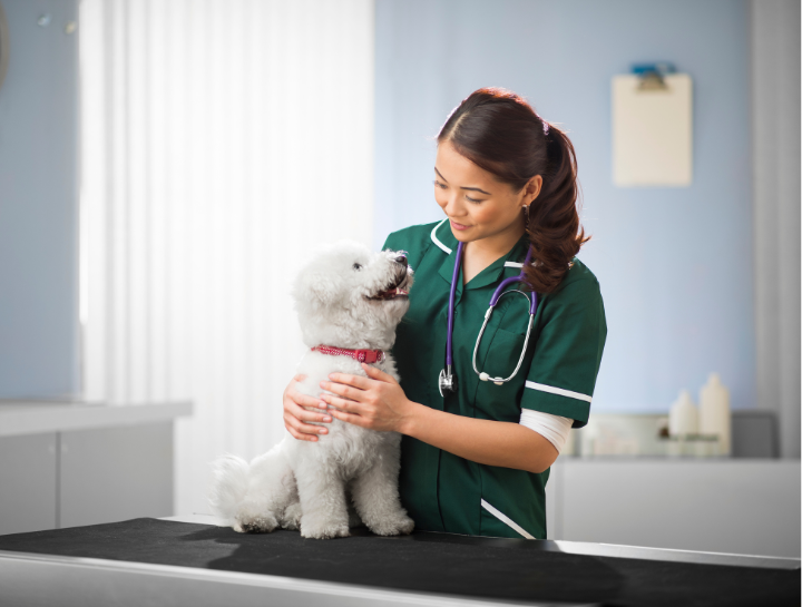 Veterinary services in Upland, CA